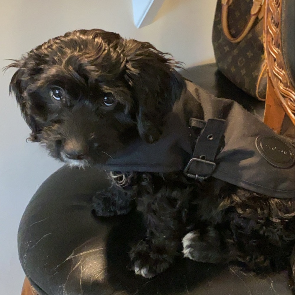 Barbour dog wax coat